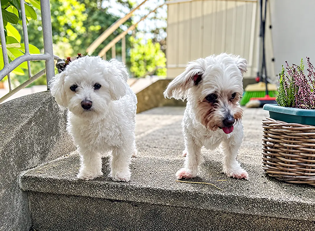 Snoopy und Loisi auf einer Treppe im Freien